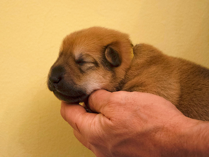 chinook puppy